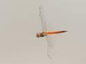 Pantala flavescens (Wandering Glider) male 2.JPG